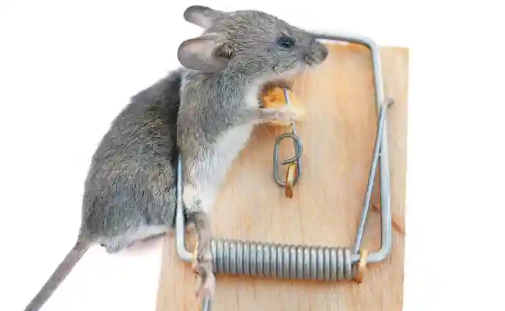 مكافحة الفئران